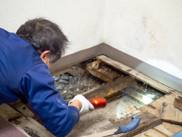 Best Mold Removal Company Near Me  in Trail Creek, IN