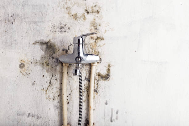 Best Best Mold Removal Companies  in Trail Creek, IN