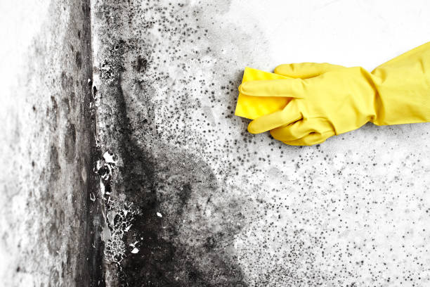 Best Affordable Mold Removal  in Trail Creek, IN