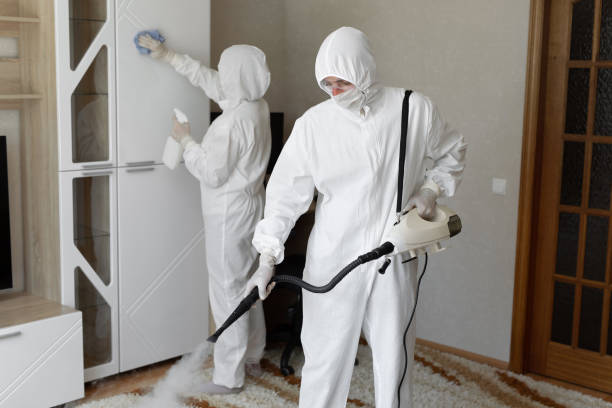Best Toxic Mold Removal  in Trail Creek, IN