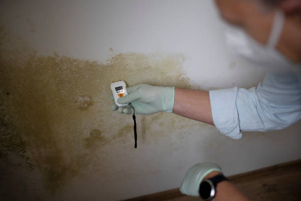 Best Mold Removal Company Near Me  in Trail Creek, IN
