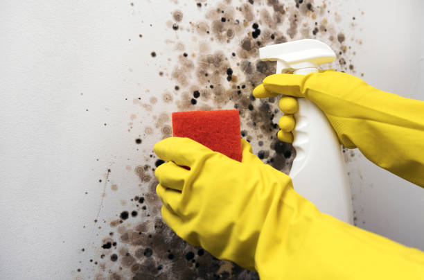Best Mold Testing  in Trail Creek, IN