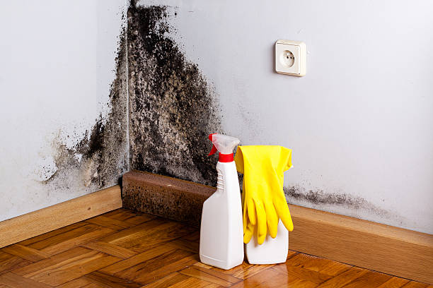 Best Mold Cleaning Services  in Trail Creek, IN