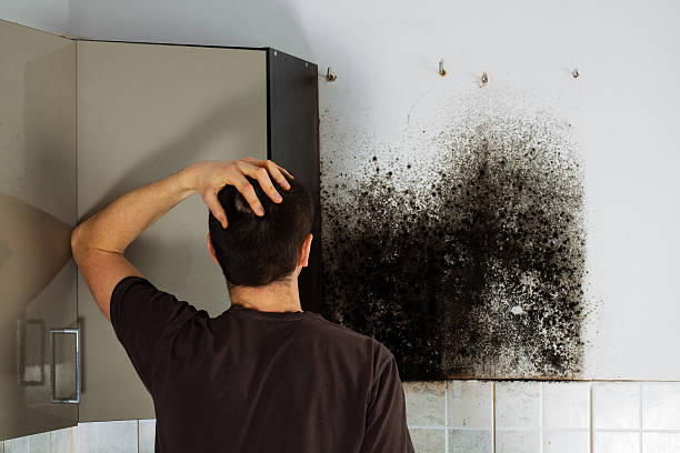 Best Mold Removal Near Me  in Trail Creek, IN